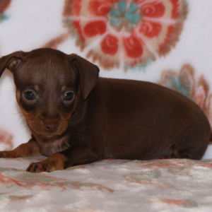 Miniature Pinscher Puppy Tanner