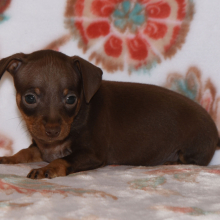 Miniature Pinscher Puppy Tanner