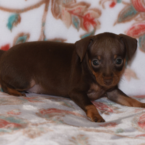 Miniature Pinscher Puppy Tanner