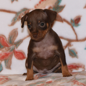Miniature Pinscher Puppy Tanner