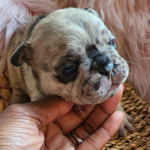 French Bulldog Puppy Queen Frostine