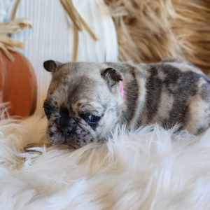 French Bulldog Puppy Queen Frostine