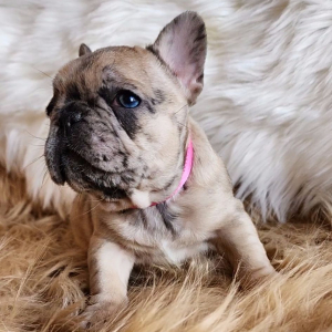 French Bulldog Puppy Queen Frostine