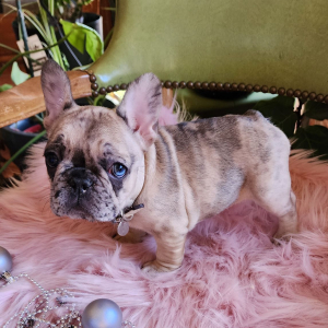 French Bulldog Puppy Queen Frostine