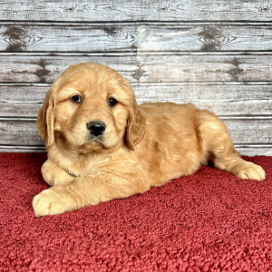 Golden Retriever Puppy Rosie