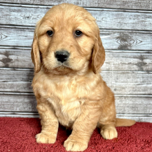Golden Retriever Puppy Rosie
