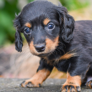 Dachshund Puppy Oliver