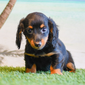 Dachshund Puppy Oliver