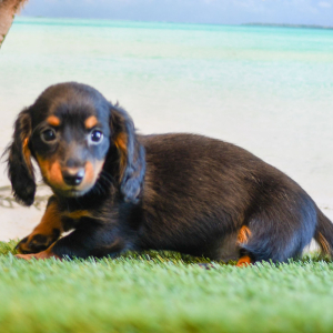 Dachshund Puppy Oliver