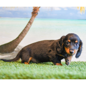 Dachshund Puppy Oliver