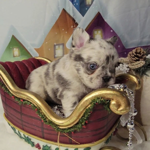 French Bulldog Puppy Fluffy Armani