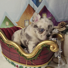 French Bulldog Puppy Fluffy Armani