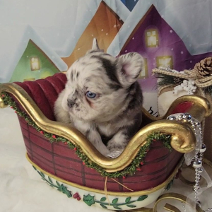 French Bulldog Puppy Fluffy Armani