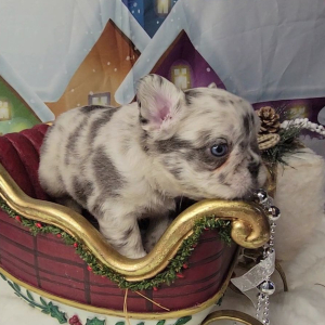 French Bulldog Puppy Fluffy Armani