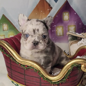 French Bulldog Puppy Fluffy Armani