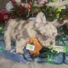 French Bulldog Puppy Fluffy Armani