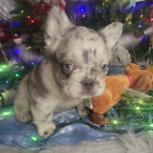 French Bulldog Puppy Fluffy Armani