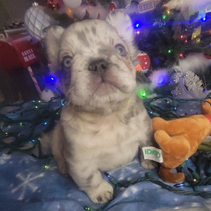 French Bulldog Puppy Fluffy Armani