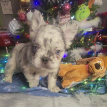 French Bulldog Puppy Fluffy Armani