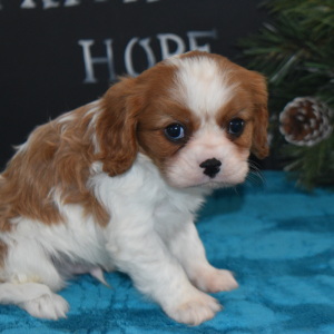 Cavalier King Charles Spaniel Puppy Mickey