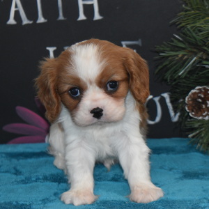 Cavalier King Charles Spaniel Puppy Mickey