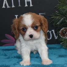 Cavalier King Charles Spaniel Puppy Mickey