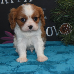 Cavalier King Charles Spaniel Puppy Mickey