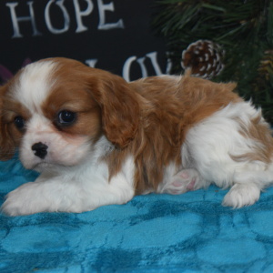 Cavalier King Charles Spaniel Puppy Mickey