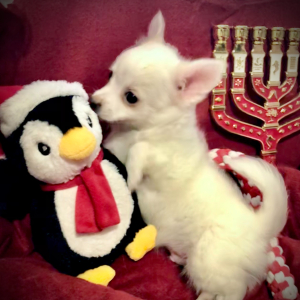 Chihuahua Puppy Lil Sam