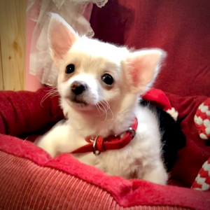Chihuahua Puppy Lil Sam