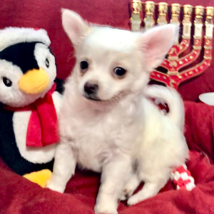 Chihuahua Puppy Lil Sam