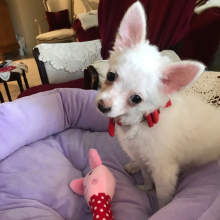 Chihuahua Puppy Lil Sam
