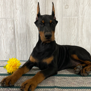Doberman Pinscher Puppy Everett