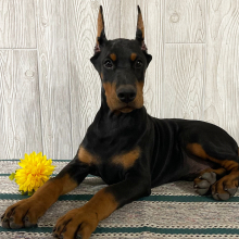 Doberman Pinscher Puppy Everett