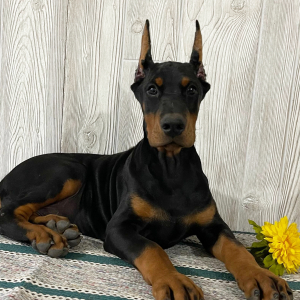 Doberman Pinscher Puppy Everett