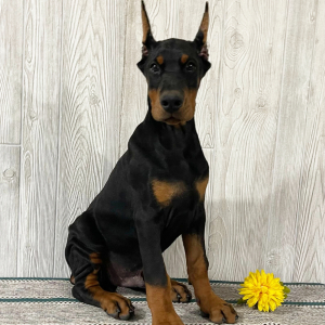 Doberman Pinscher Puppy Everett