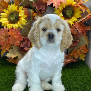 Cocker Spaniel Puppy Lester