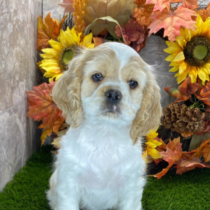 Cocker Spaniel Puppy Lester