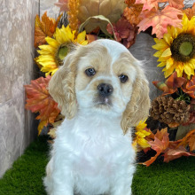Cocker Spaniel Puppy Lester