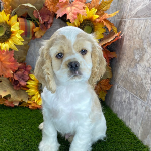 Cocker Spaniel Puppy Lester