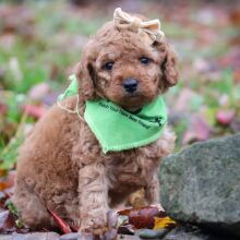 Poodle Puppy Averey