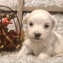 Maltese Puppy Fido
