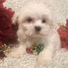 Maltese Puppy Fido