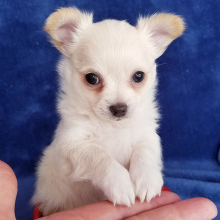 Chihuahua Puppy Caden