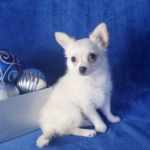Chihuahua Puppy Caden