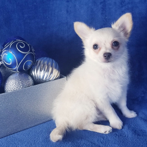 Chihuahua Puppy Caden