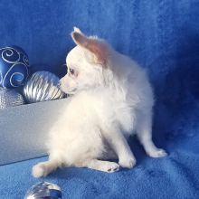 Chihuahua Puppy Caden