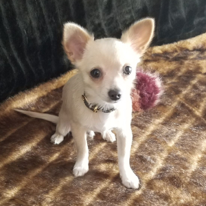 Chihuahua Puppy Caden