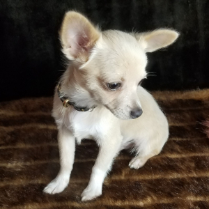 Chihuahua Puppy Caden
