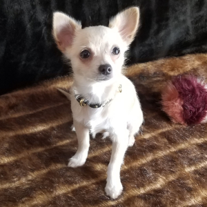 Chihuahua Puppy Caden